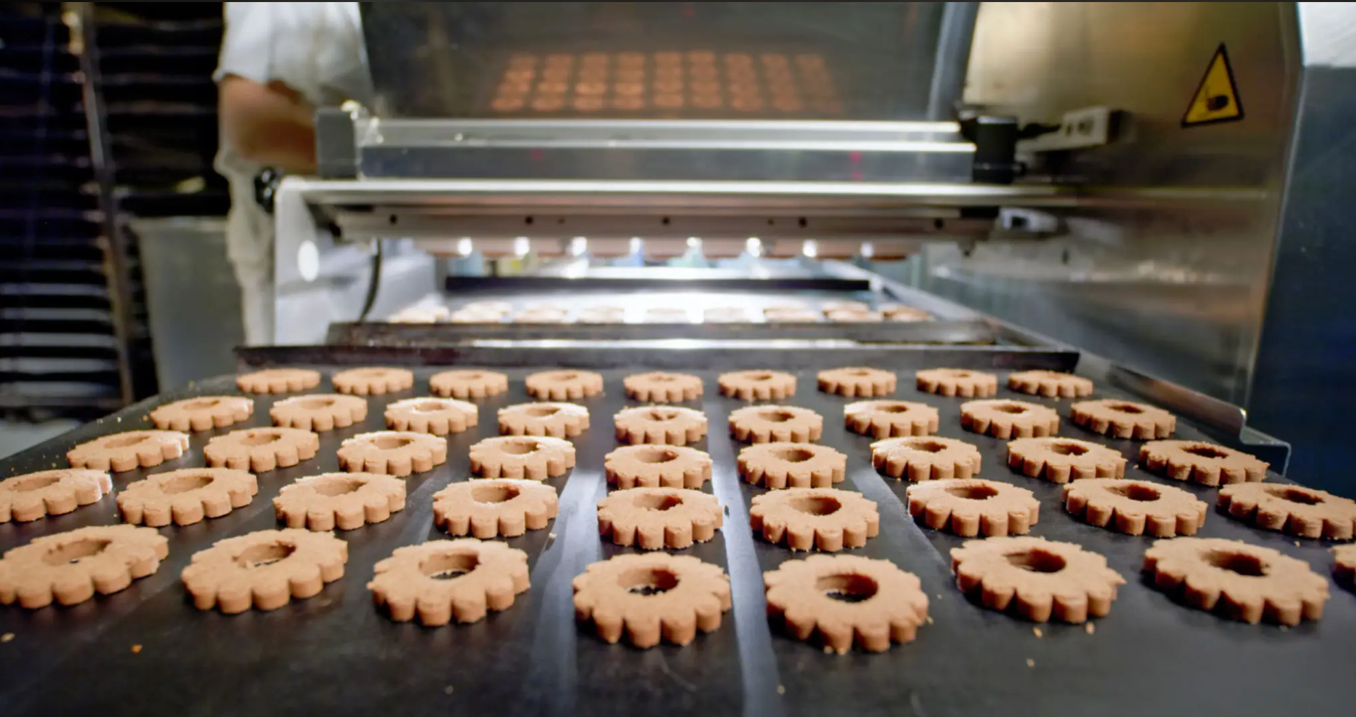 Biscuits on a conveyor in a food manufacturing production line